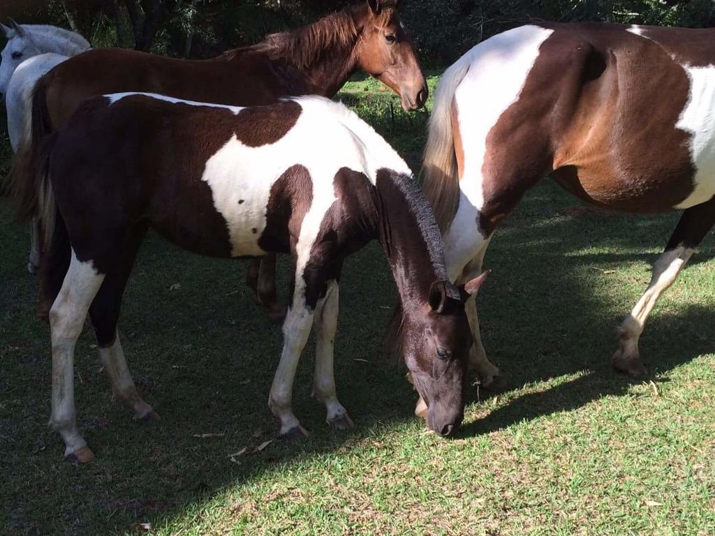 מלון אריאל Fazenda Caturama מראה חיצוני תמונה